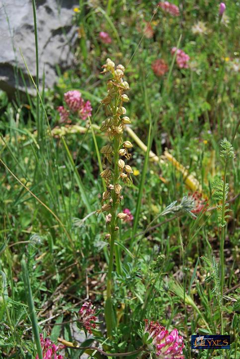 orchis antropophora.JPG